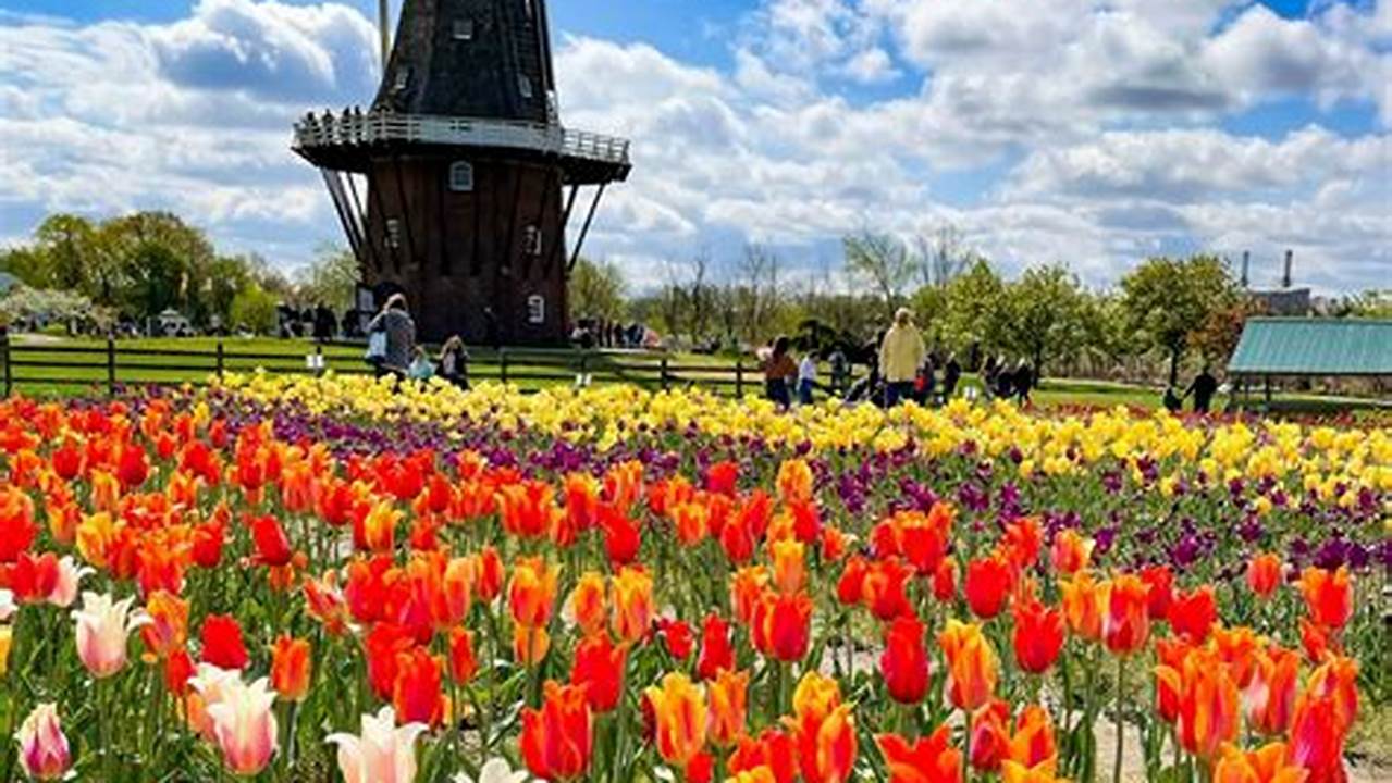 Michigan Holland Tulip Festival 2024