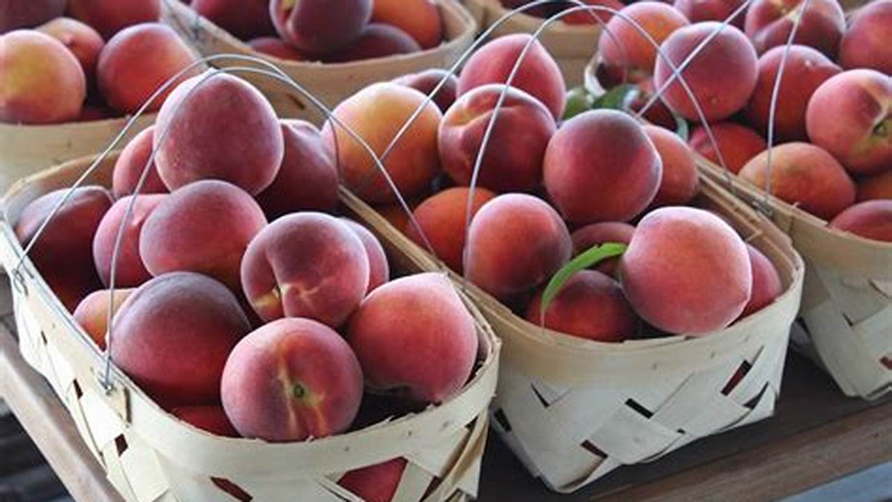 Michigan Peach Crop 2024