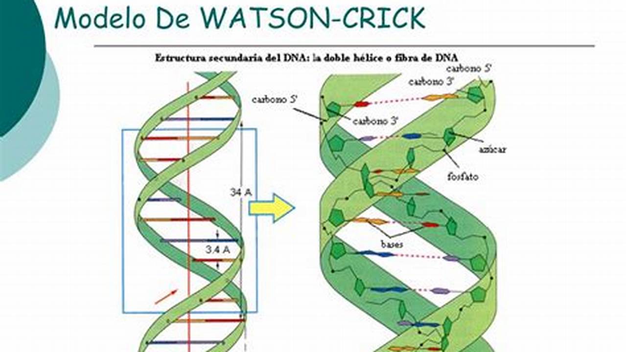 Modelo Del Adn Propuesto Por Watson Y Crick