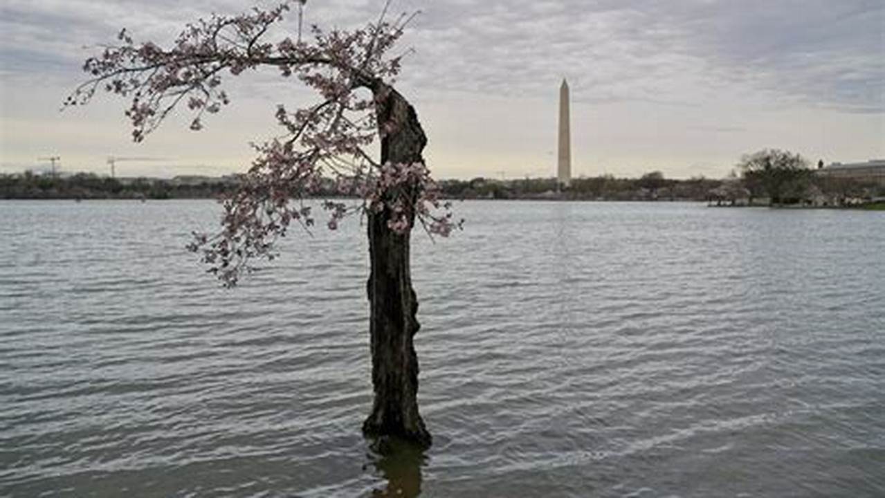 More Than 150 Of D.c.&#039;s Cherry Trees Have To Go As Water Rises., 2024