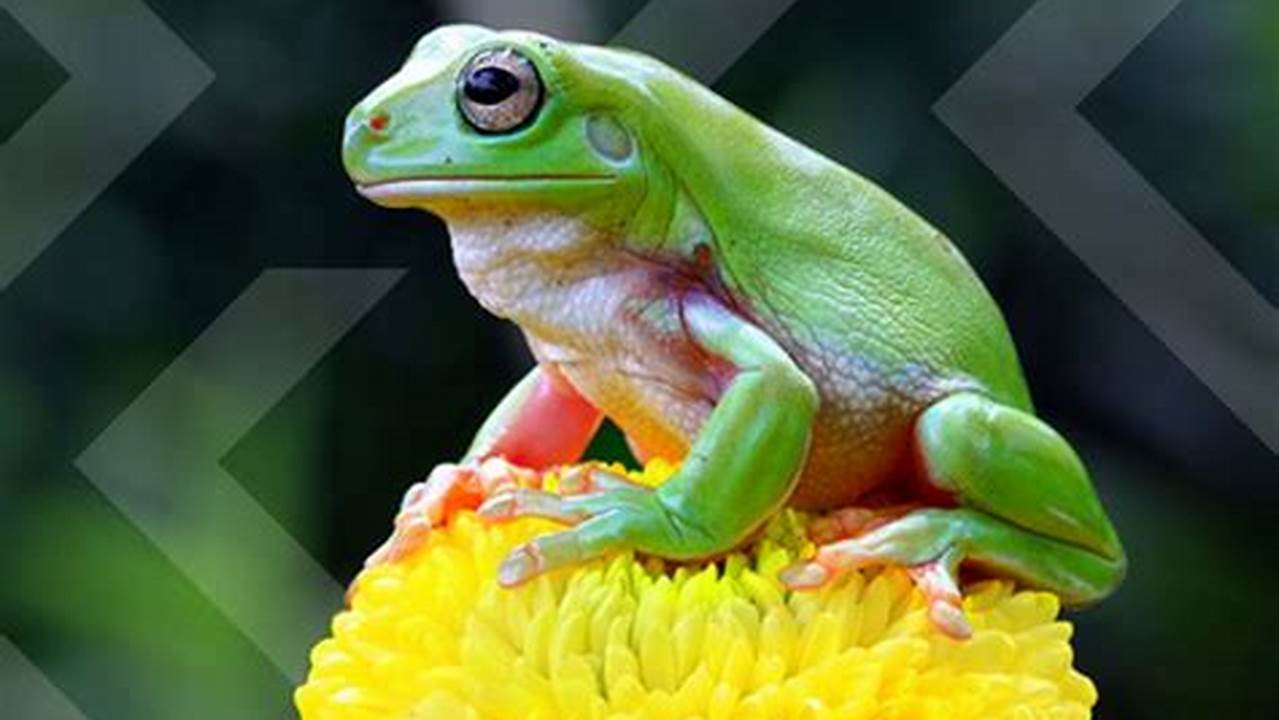 More Than 240 Frog Species Are Under Threat From Climate Change, Bushfires, Floods, Habitat Loss And Degradation, And Disease., 2024