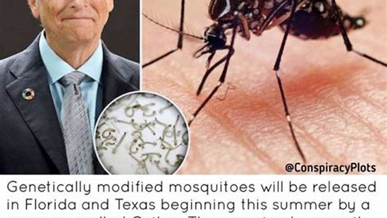 Mosquitoes In Florida 2024
