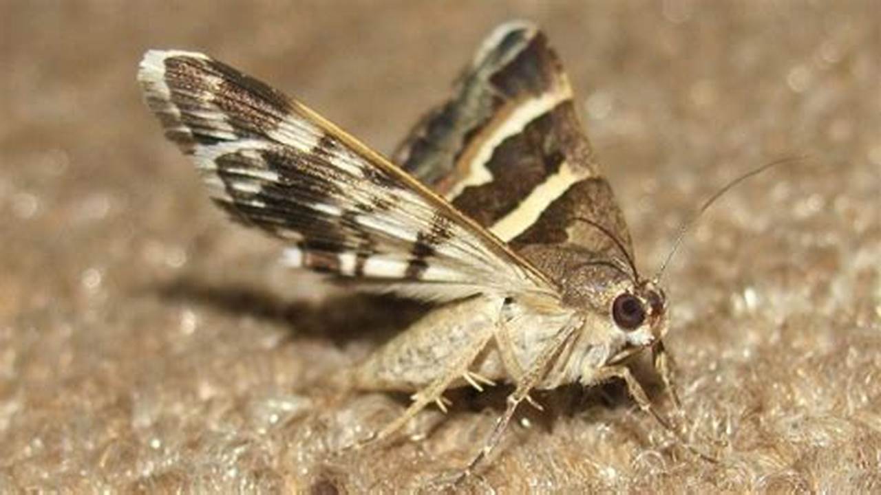 Moth Infestation New Mexico 2024