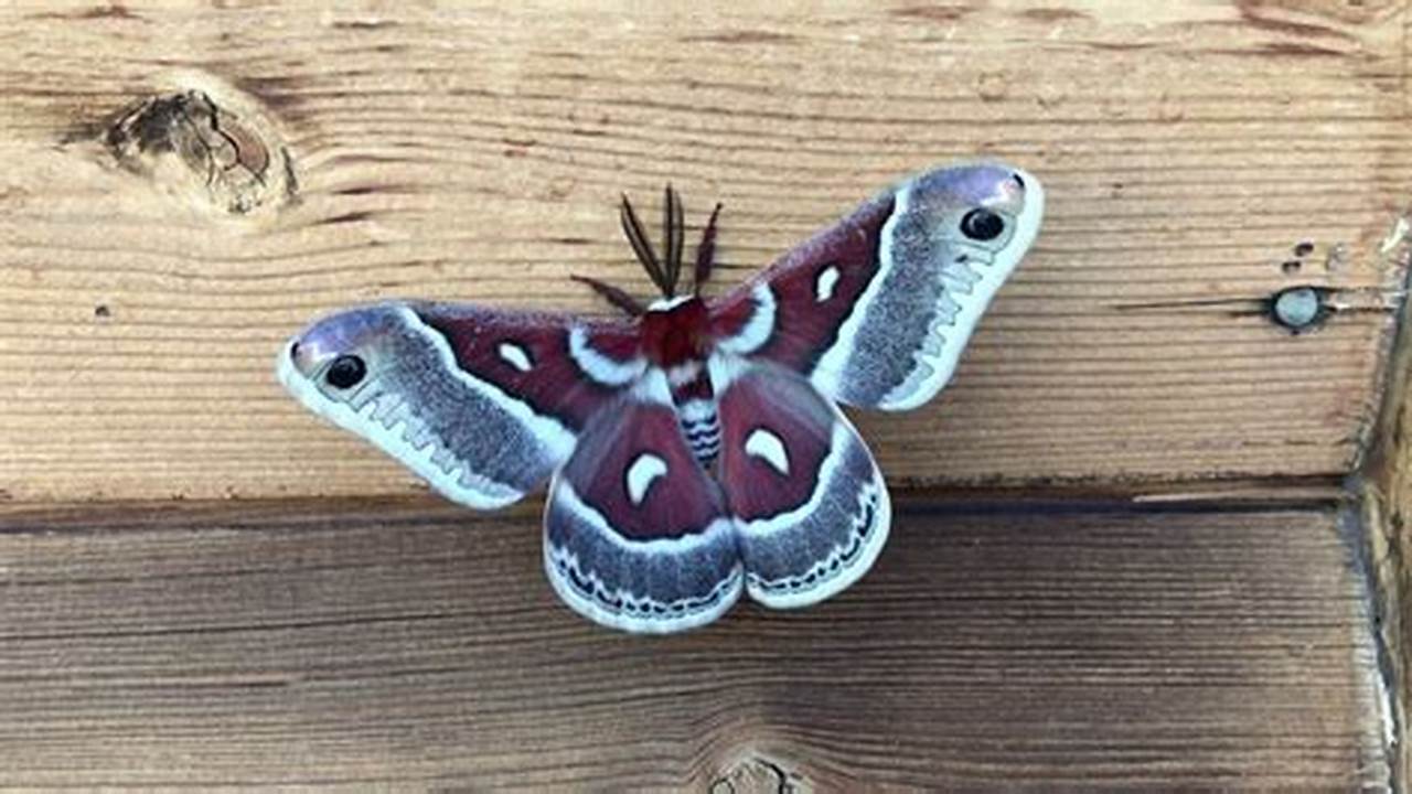 Moths Colorado 2024