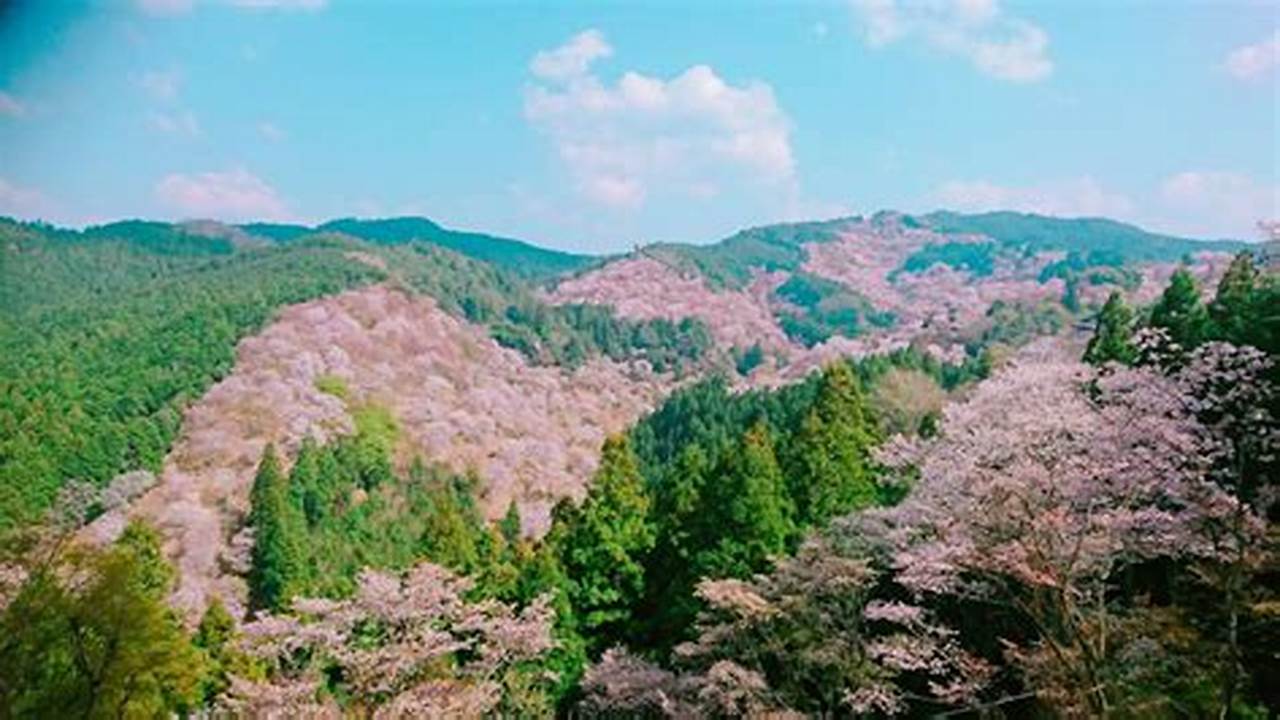 Mt Yoshino Cherry Blossoms 2024