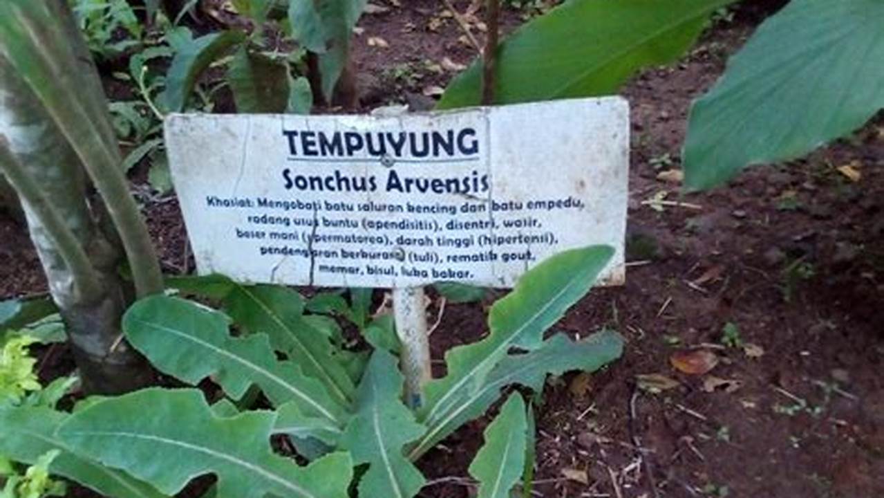 Nama Latin, Tanaman Obat Keluarga