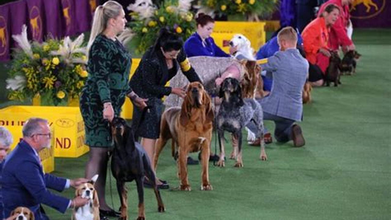 National Dog Show Sporting Group 2024