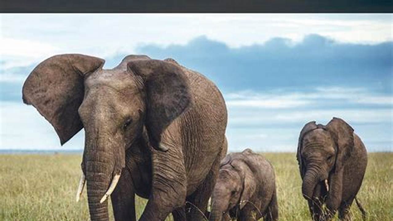 National Geographic Elephant Calendar