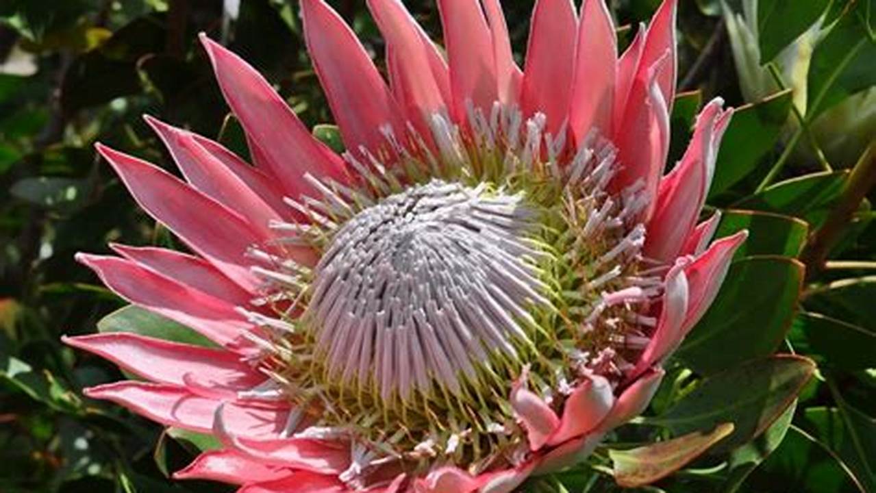 Nativa Da África Do Sul., Plantas