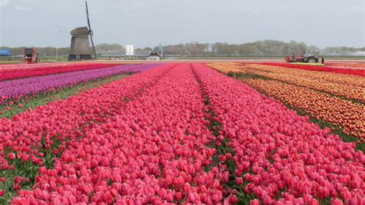 Netherlands Tulip Season 2024