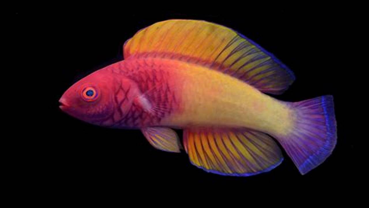 New Fish Species 2024