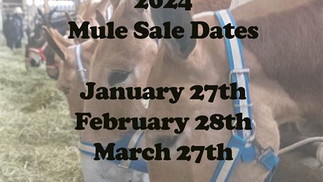 New Holland Horse Auction 2024 Schedule