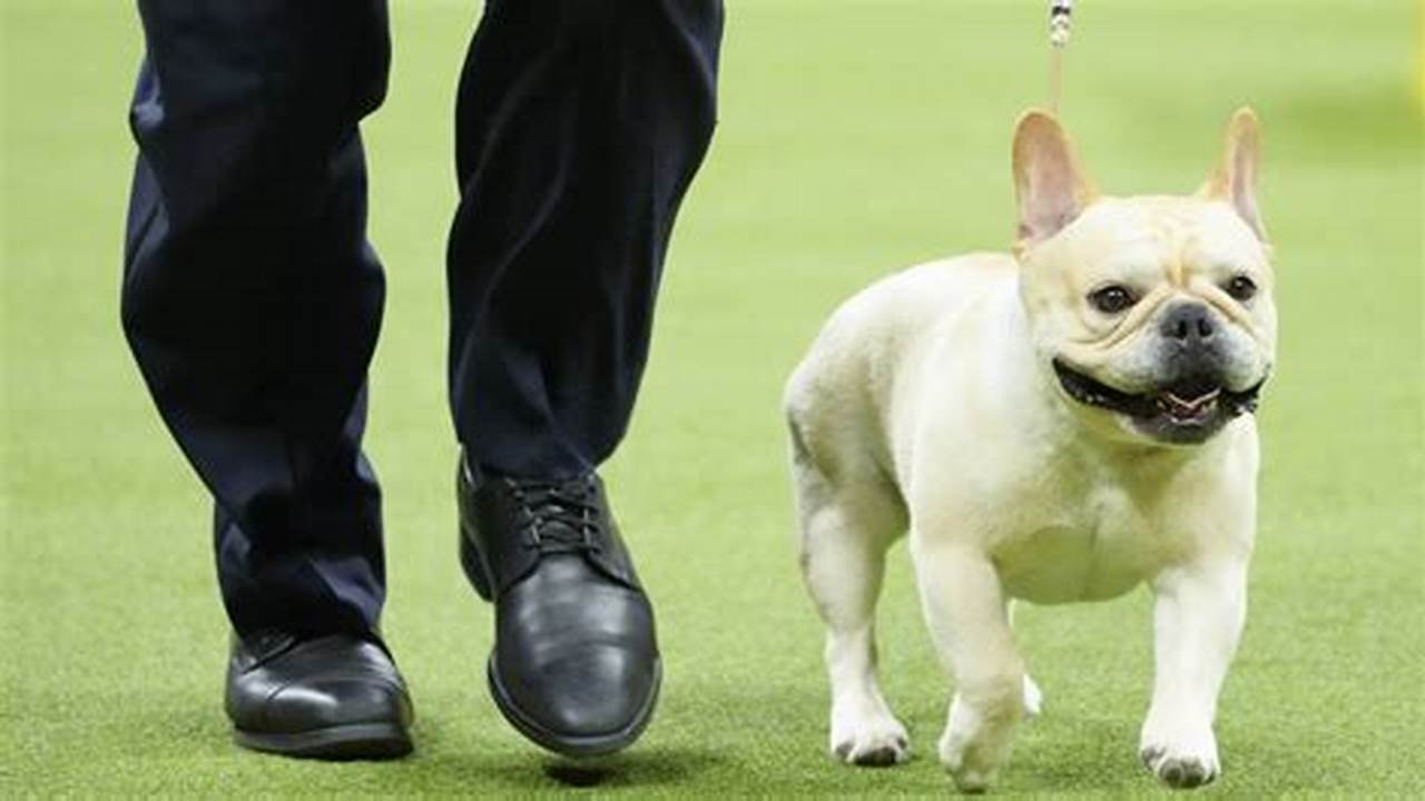 New Rankings Show French Bulldogs Reign On As Top Us Breed, Making Many Fans Shudder., 2024