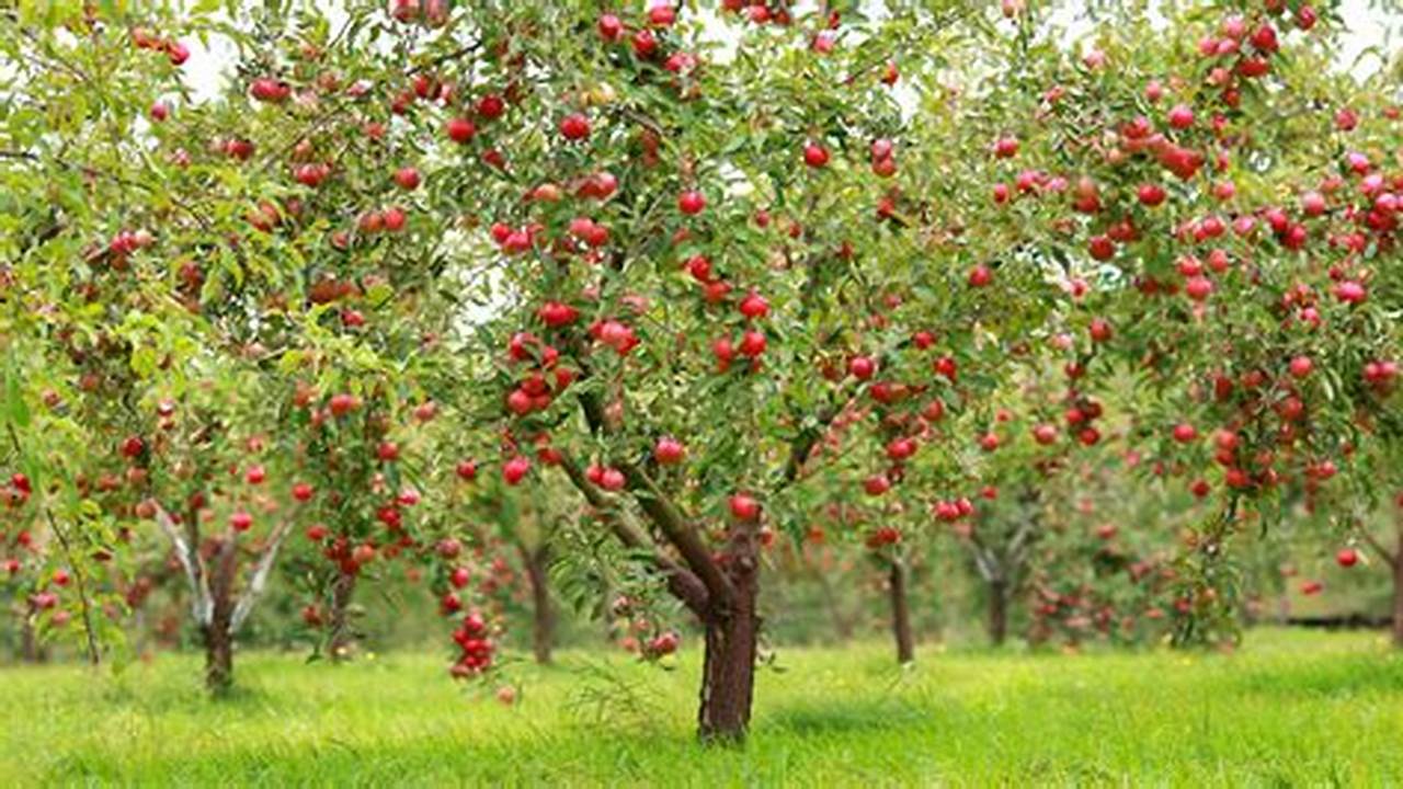 No Apples On Tree 2024