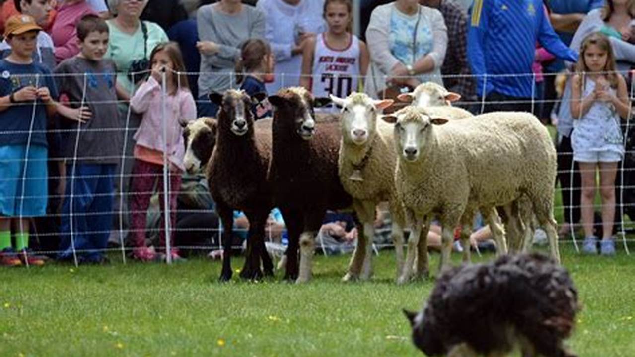 North Andover Sheep Shearing Festival 2024