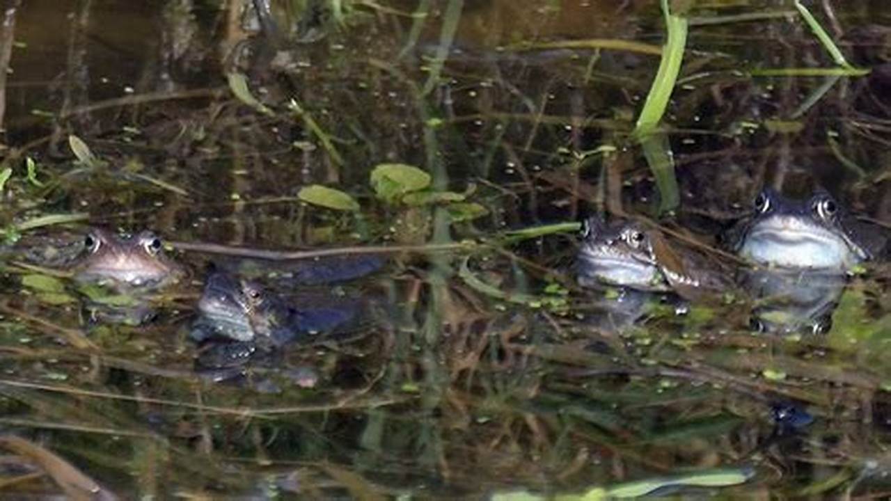 Observe Frogs In A Pond., 2024