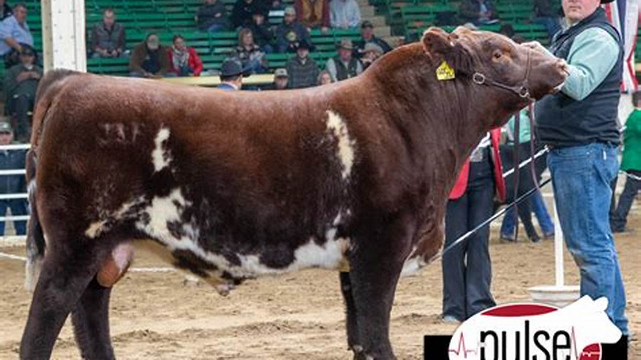 Official Page Of The Canadian Shorthorn Association., 2024