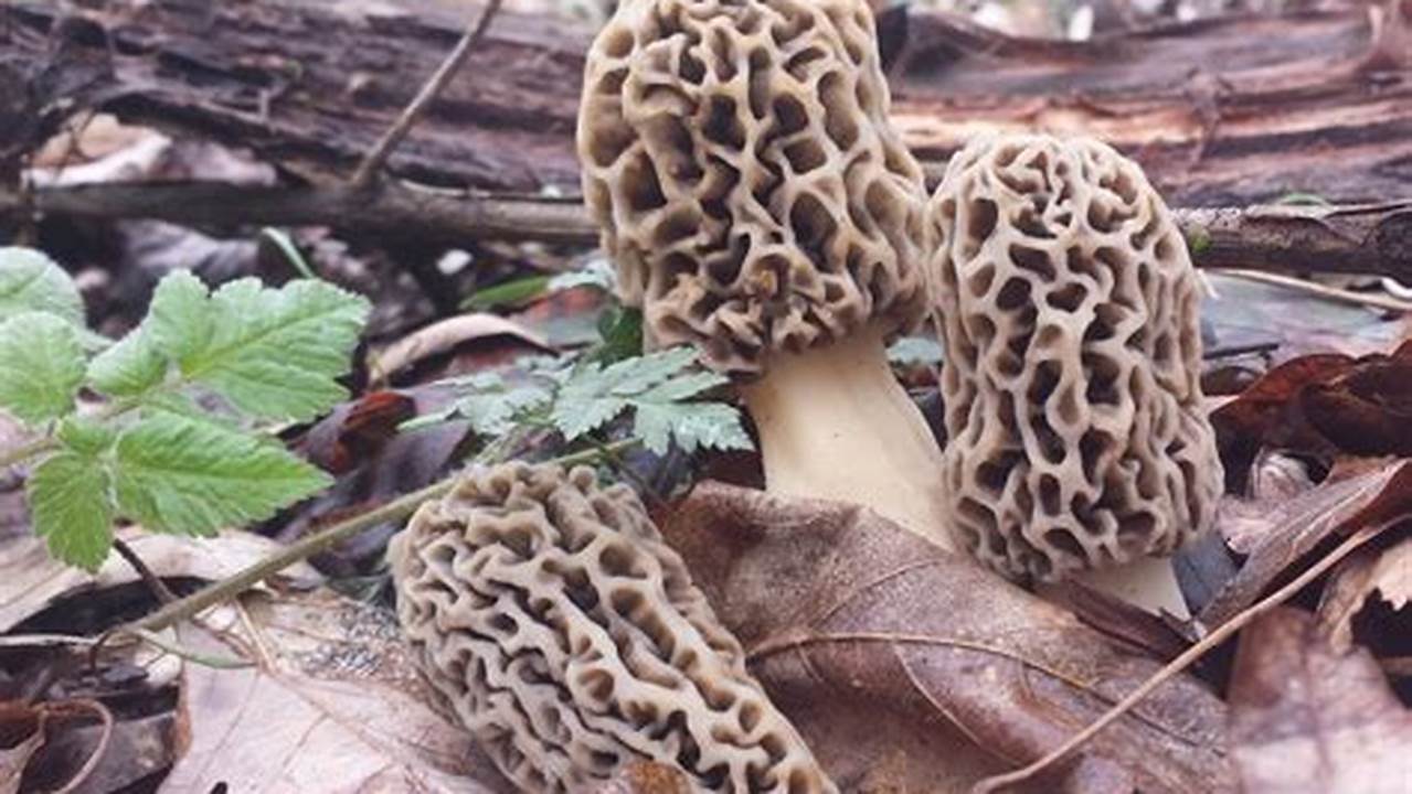 Ohio Morels 2024