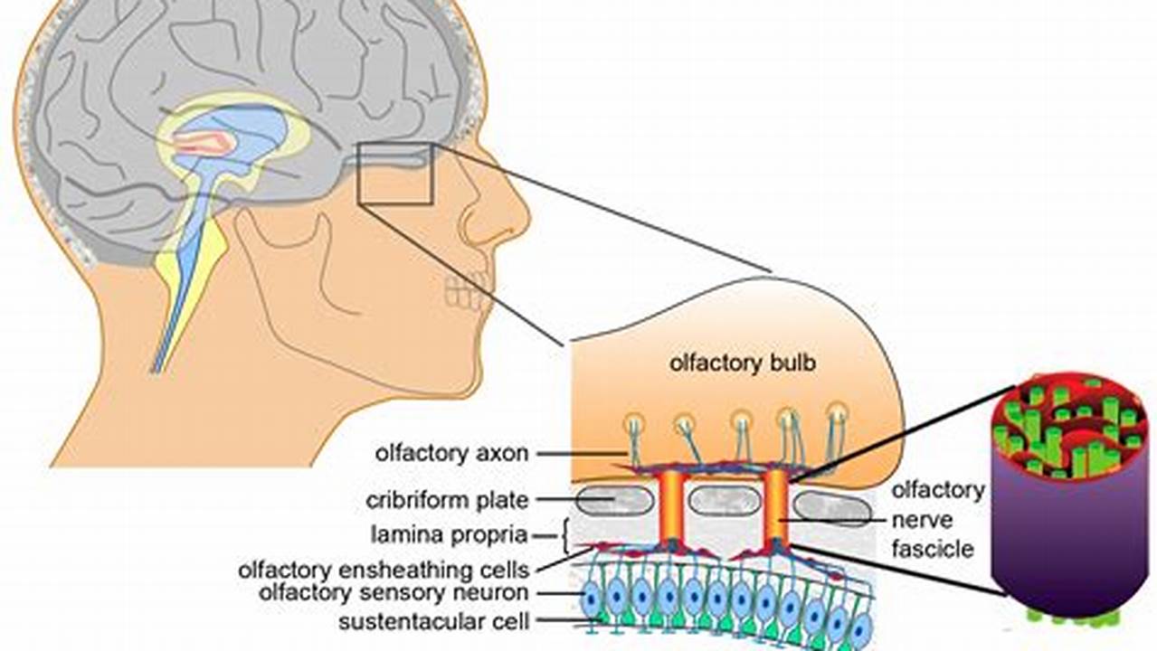 Olfactory Nerve Regeneration, Aromatherapy