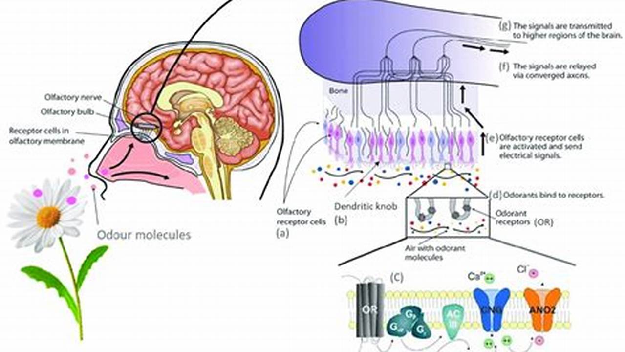 Olfactory Stimulation, Aromatherapy