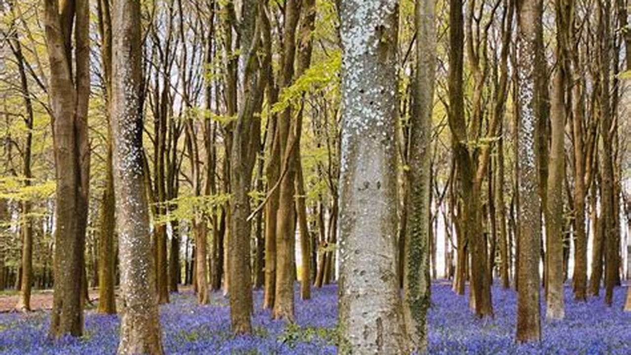 One Of The Best Places In The South West To See Bluebells Would Be Badbury Clump Bluebell Wood., 2024