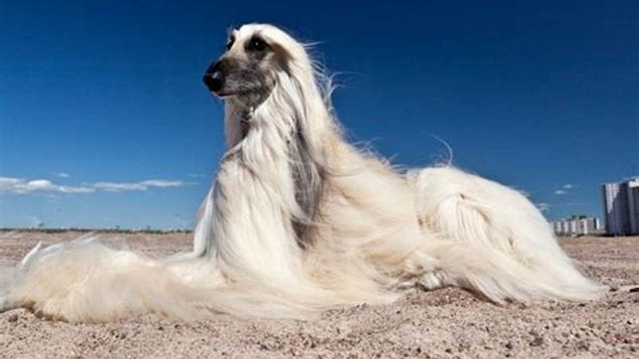 One Of The Defining Traits Of Afghan Hounds Is Their Demeanor., 2024