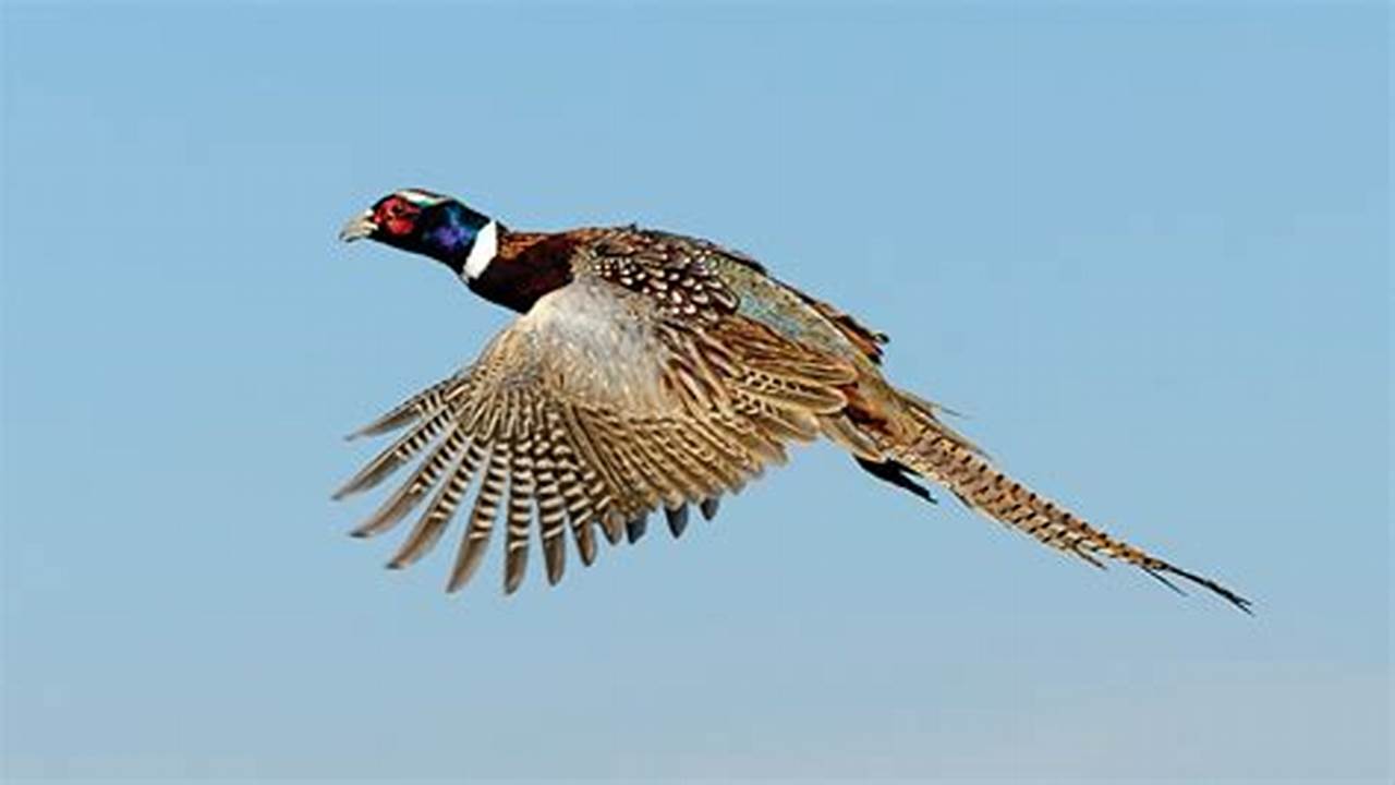 Opening Pheasant Season South Dakota 2024