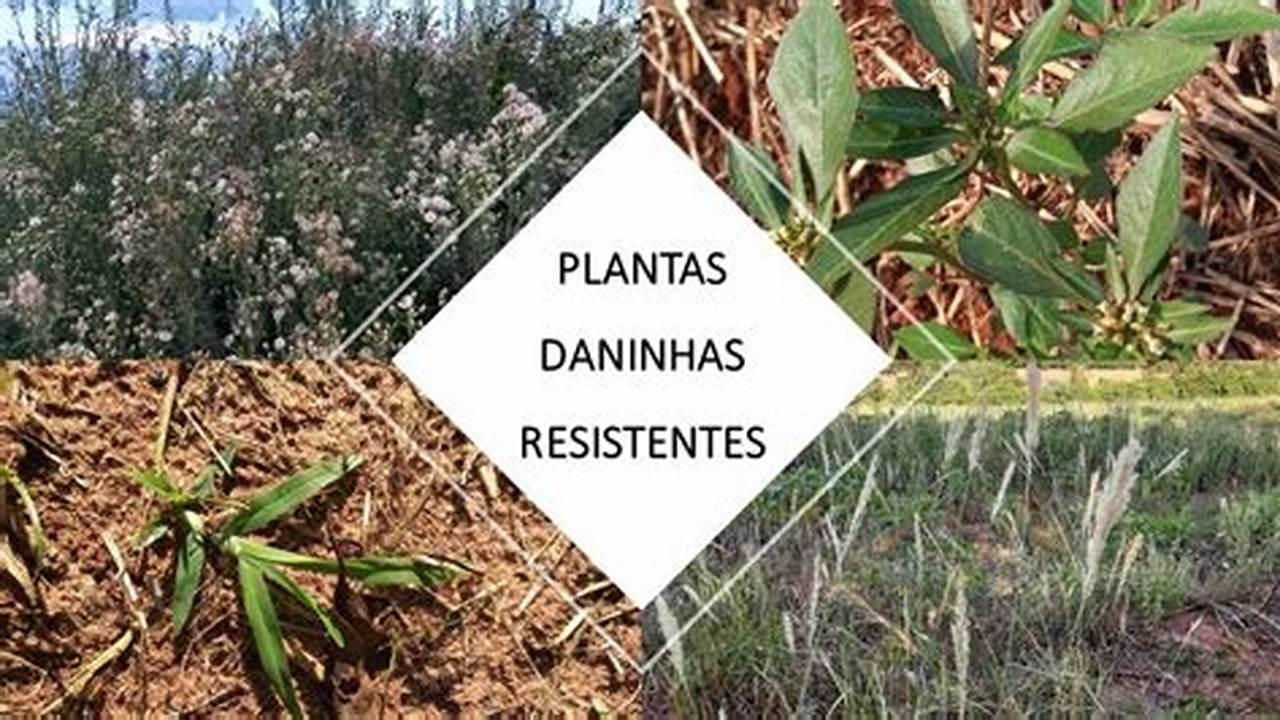 Opiniões De Especialistas Sobre As Plantas Daninhas Resistentes Ao Glifosato, Plantas