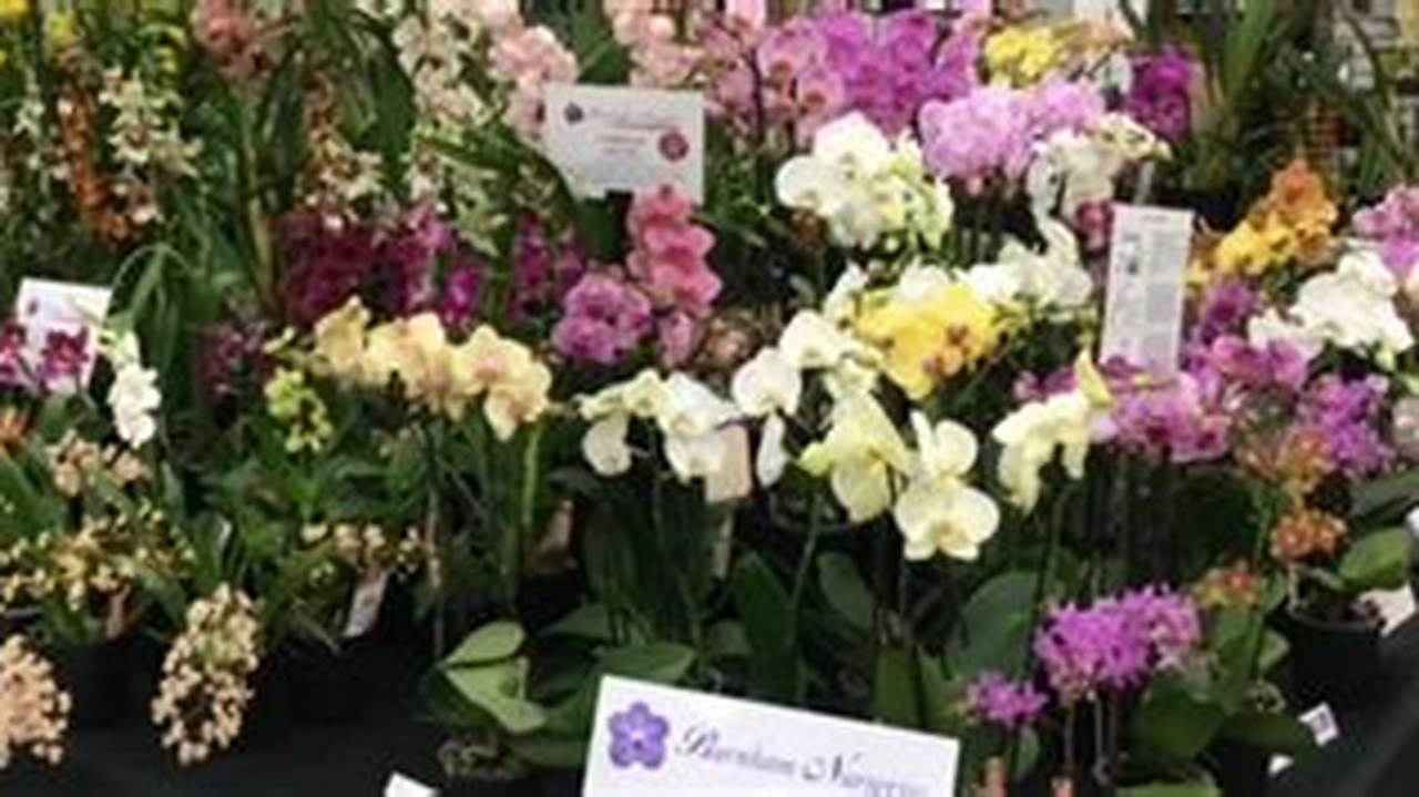 Orchid Shows Brisbane 2024