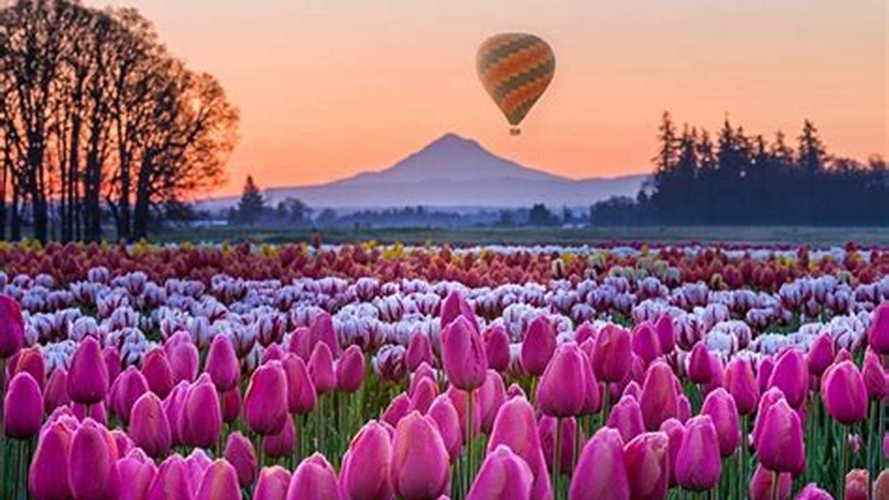 Oregon Tulip Festival 2024