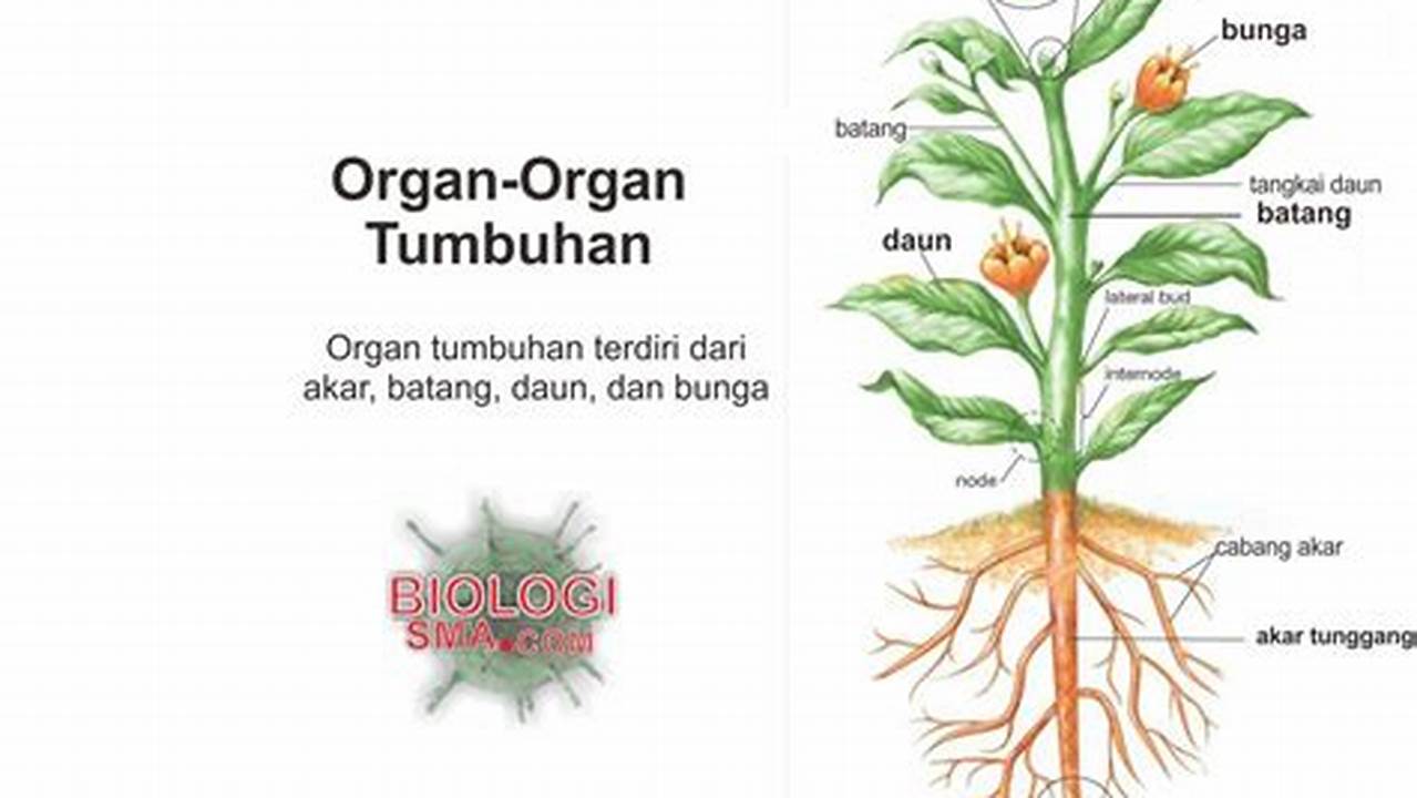 Organ Tumbuhan, Gambar