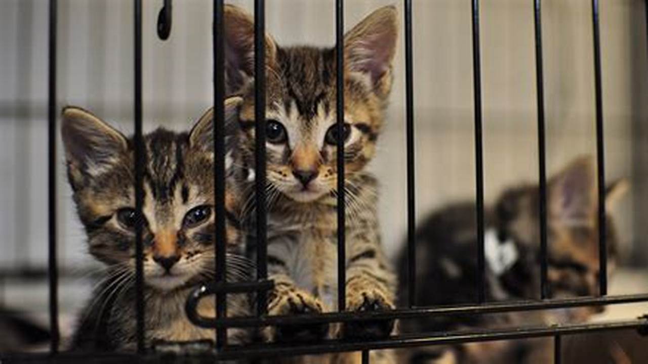 Organizations Such As The Aspca, Humane Society, And Local Animal Shelters Rely On Donations To Help Cats In Need., 2024