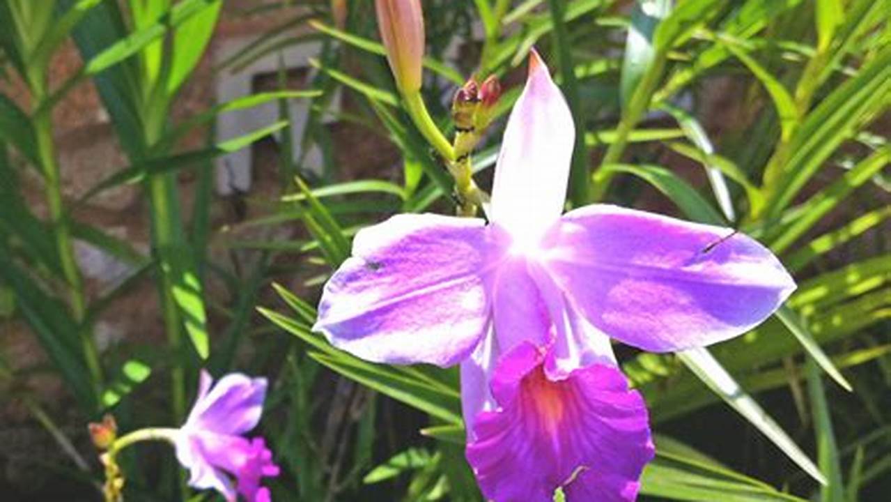 Orquídea-bambu, Plantas