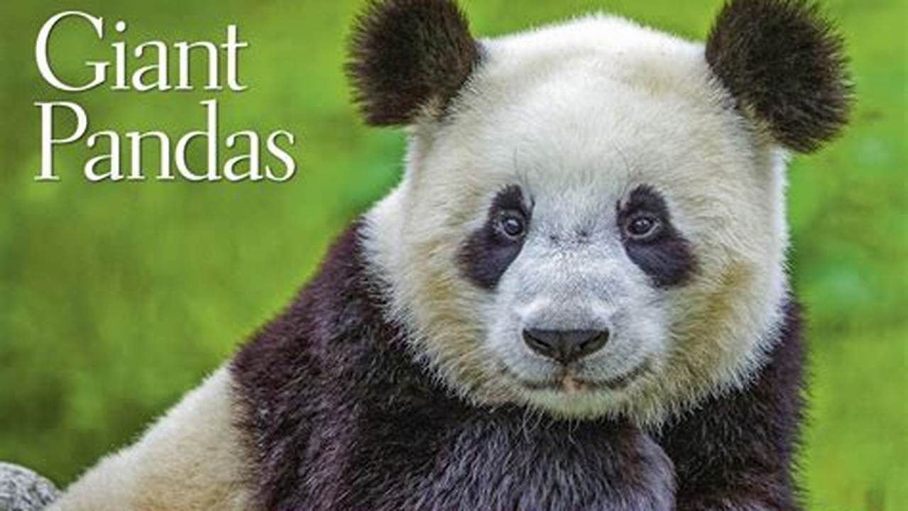 Pandas In The Us 2024 Calendar