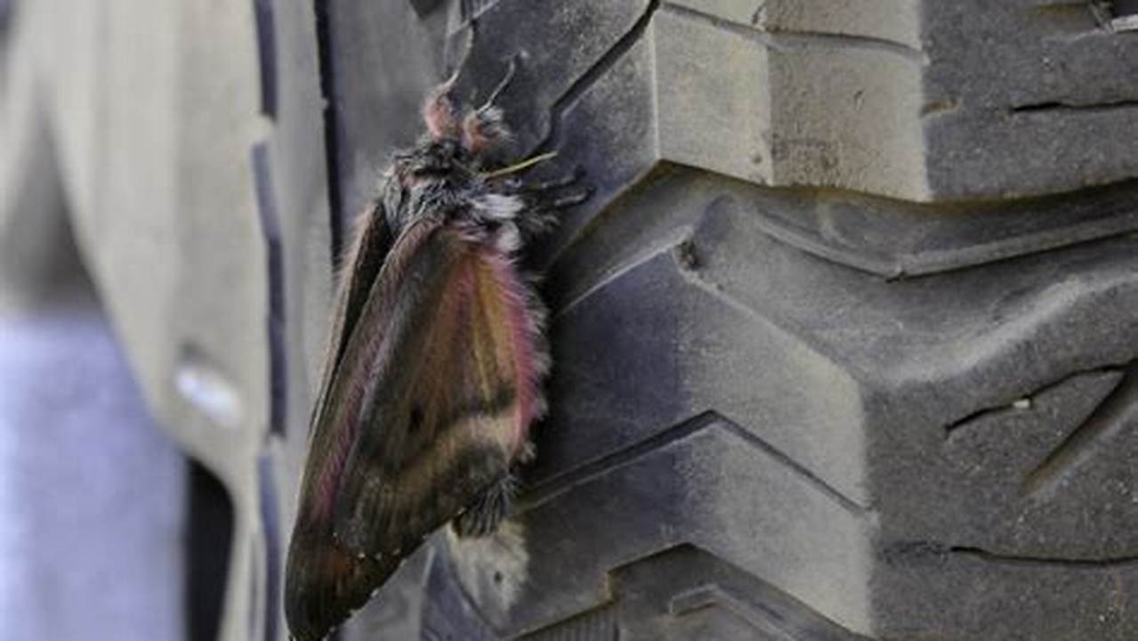 Pandora Moths Bend Oregon 2024