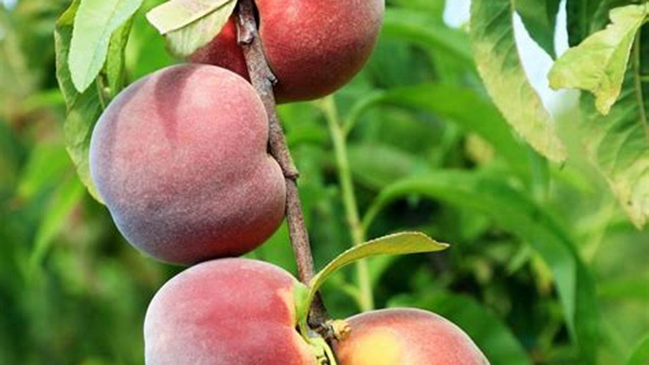 Peach Picking Near Me 2024