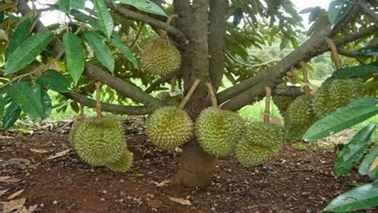 Pelajari Cara Menanam Durian Dari Biji Dengan Teknik Yang Tepat Agar Pohon Cepat Berbuah Dengan Hasil Panen Yang Maksimal Dan Berkualitas., Pohon