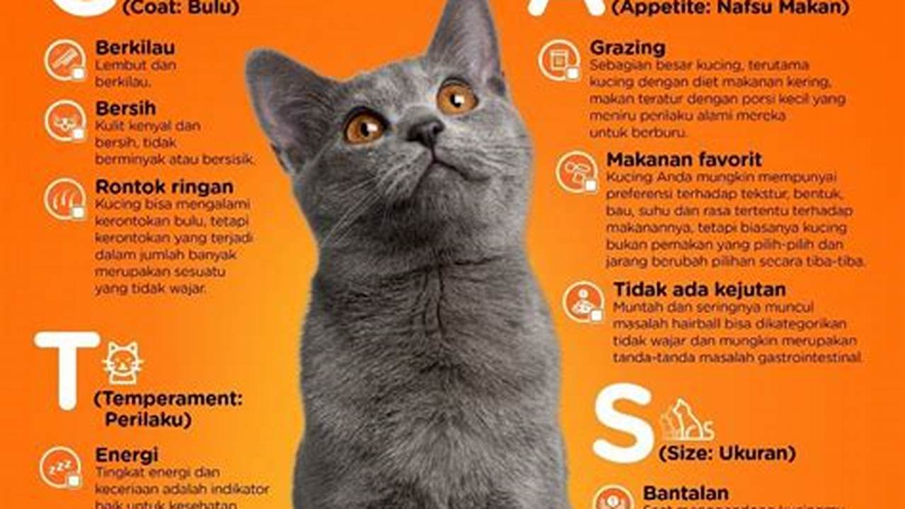 Pemantauan Kondisi Kucing, Tips Kesehatan