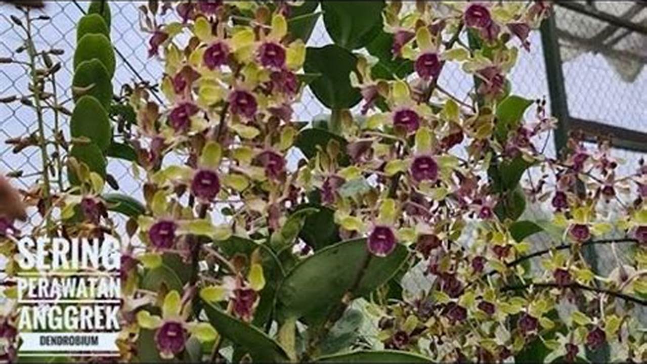 Rahasia Menanam dan Merawat Anggrek Dendrobium untuk Pemula