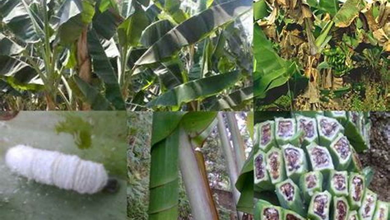 Atasi Hama dan Penyakit Pisang-pisangan (Heliconia spp), Temukan Rahasianya!