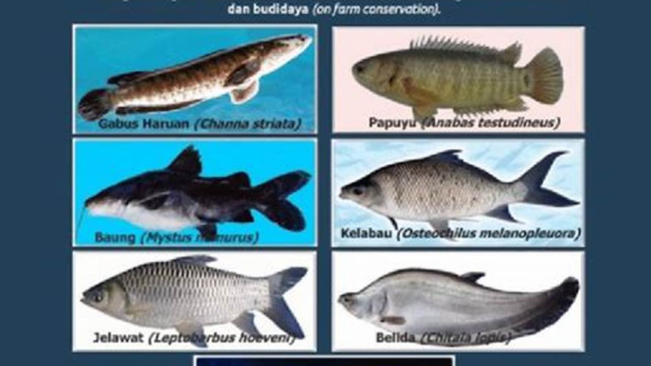 Pentingnya Ekologis Spesies Unik Dan Endemik Di Danau Ysyk-Kol, Danau Terbesar