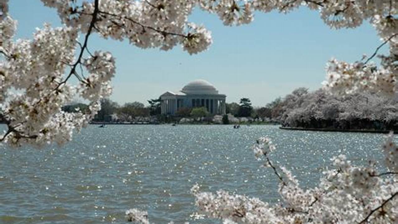 People Flock To Washington, Dc To See The Cherry Blossoms Bloom As Spring Arrives In March 2024., 2024