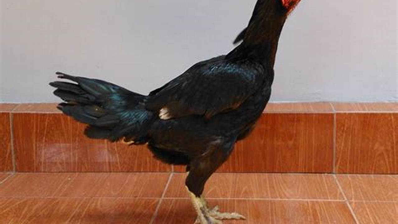 Peran Ayam Betina, Resep6-10k