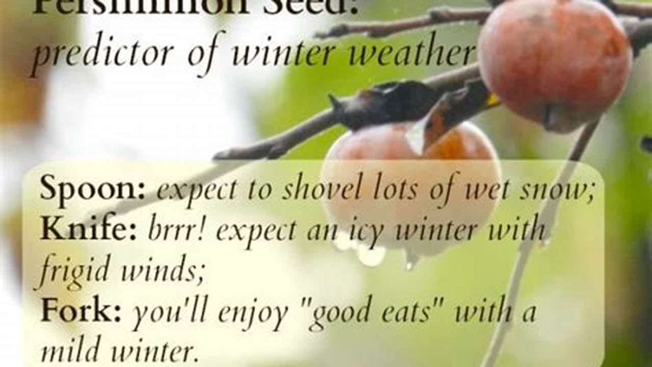 Persimmon Seed Predictions 2024