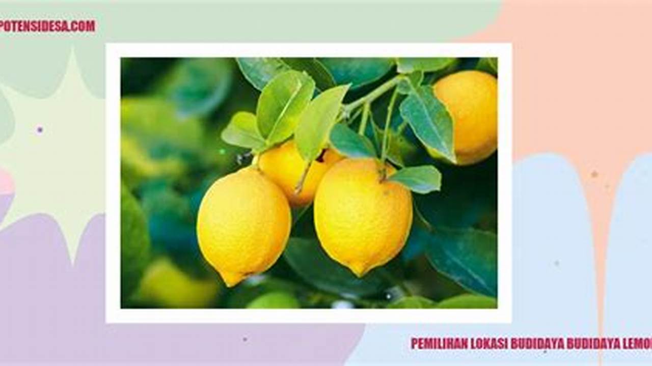 Pertama, Suhu Ideal Untuk Lemon Berkisar Antara 15 Hingga 30 Derajat., Pohon