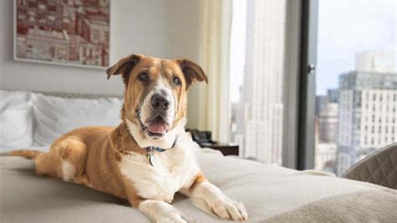 Pet-Friendliness, Affordable Extended Hotel