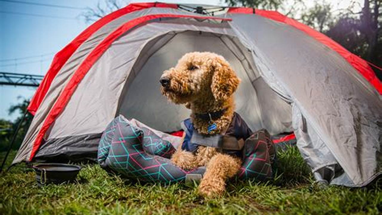 Pet-friendly Campsite, Camping