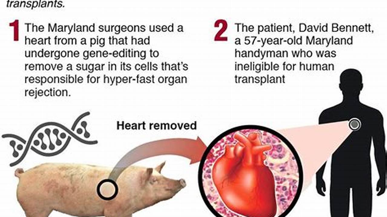 Pig Heart Transplant 2024