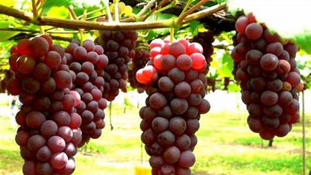 Pilih Biji Anggur Yang Sehat, Masih Segar, Dan Berkualitas., Pohon
