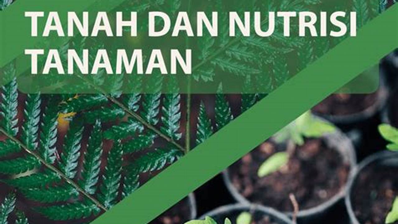 Pilih Tanah Yang Memiliki Kandungan Nutrisi Yang Baik Dan Tekstur Yang Cocok Untuk Menanam Gaharu., Pohon